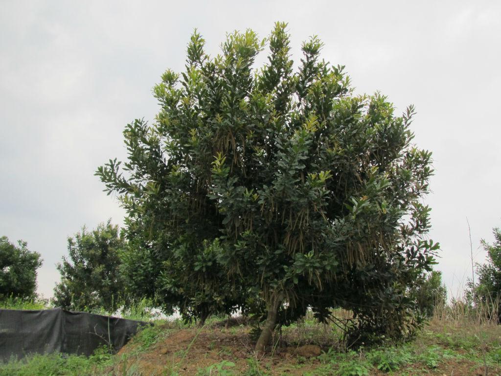 澳洲堅(jiān)果五年樹齡